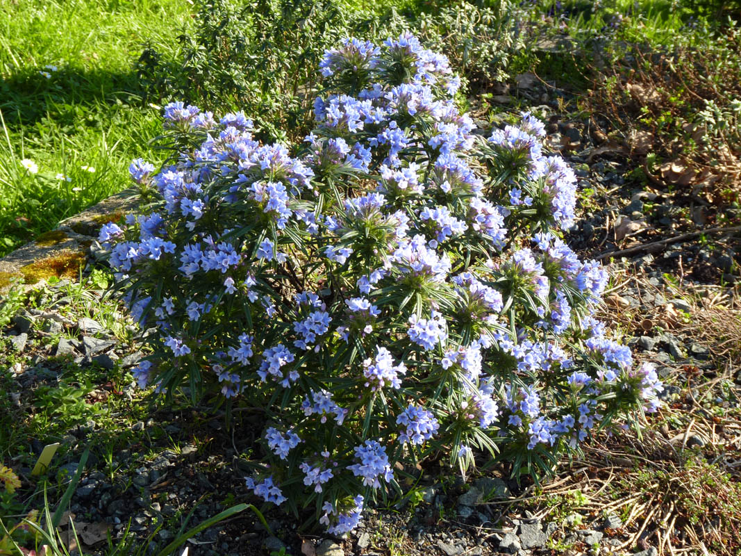 Lithodora zahnii photo
